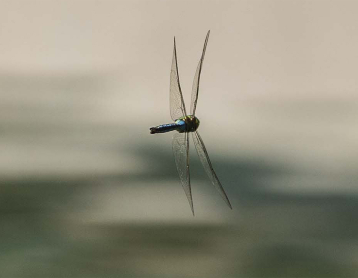 Anax imperator, maschio